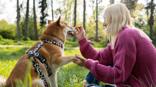 Choosing the Right Diet A Guide to Feeding Senior Dogs