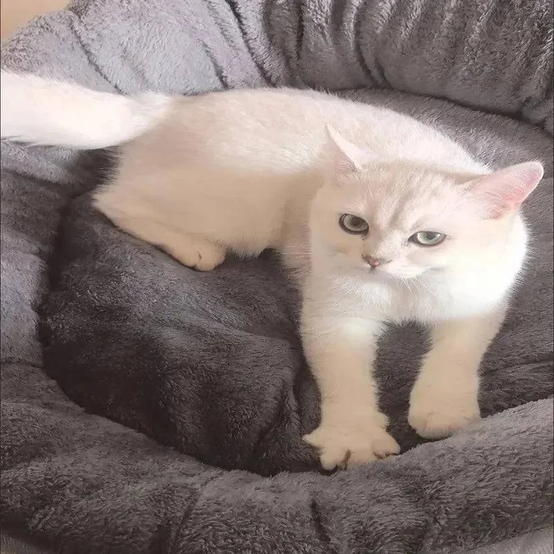 Soft Warm Dog Bed - MY TECH PET SHOP